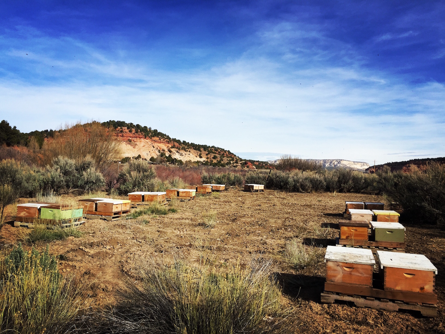 apiary